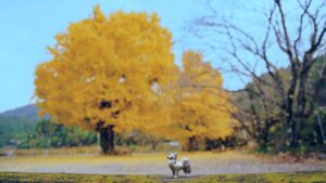 2025年11月の入荷と次回の発注の予定につきまして