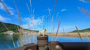 2026年1月の入荷と次回の発注の予定につきまして