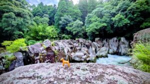 2026年2月の入荷と次回の発注の予定につきまして